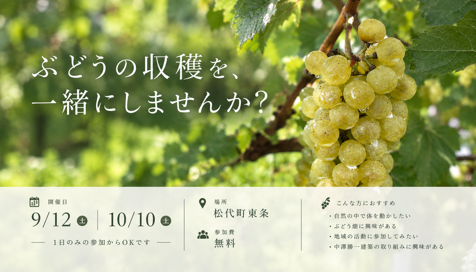 長野市　松代　 ぶどう収穫　